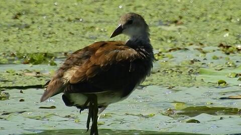 大鸡吃小鸡的瓜,一场生态链的生存博弈