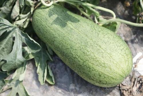 谁会吃瓜,谁会成为下一个“吃瓜群众”焦点人物？