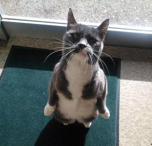 吃瓜企鹅什么意思,网络流行语的趣味解读