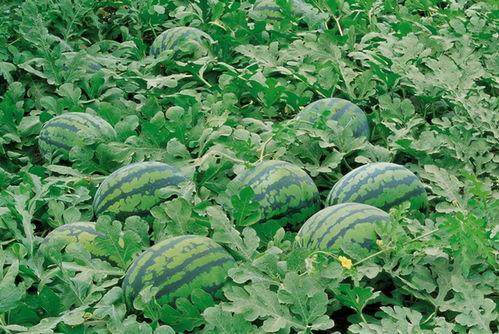 看花和吃瓜教学目标,吃瓜品世——探索生活美学与趣味教学