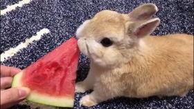吃瓜情侣兔,情侣兔的浪漫食趣之旅