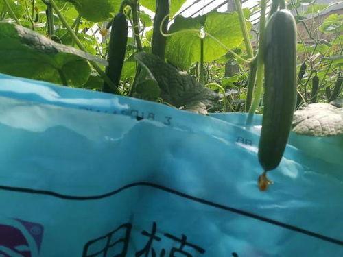 冬天吃瓜树上冰条,树上冰瓜，冬日里的清凉诱惑