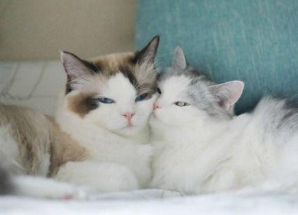 网红猫小果冻的图片,萌态可掬，吸粉无数