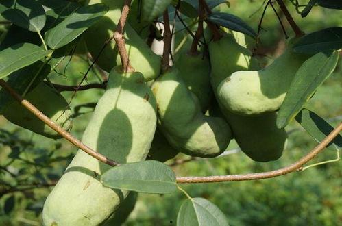 野生奶瓜怎么吃,野生奶瓜的多样食法探索