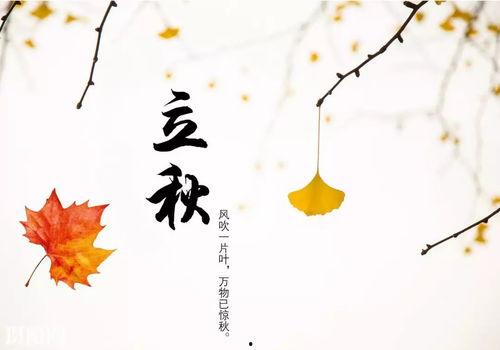 立秋后吃麻瓜,品味麻瓜的独特魅力