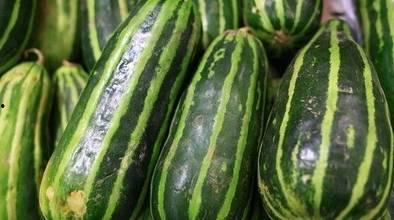 吃梢瓜可以减肥吗