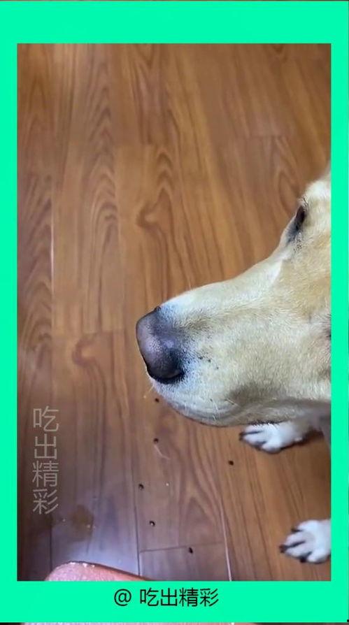 狗子过河吃瓜,一场趣味横生的冒险之旅