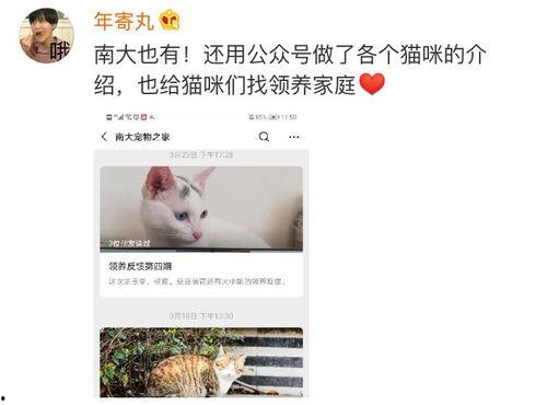 清华网红猫,校园里的治愈系萌宠传奇