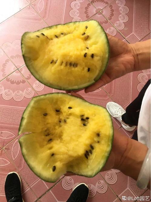 花密瓜怎么吃,解锁美味新体验