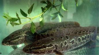 有网友爆料黑鱼仔吗视频,黑鱼仔吗视频引发热议