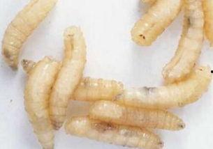 用瓜养蛆吃蛆,古老智慧中的生态美食探索