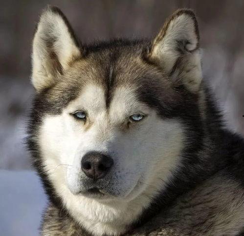 搞笑哈士奇吃瓜表情包